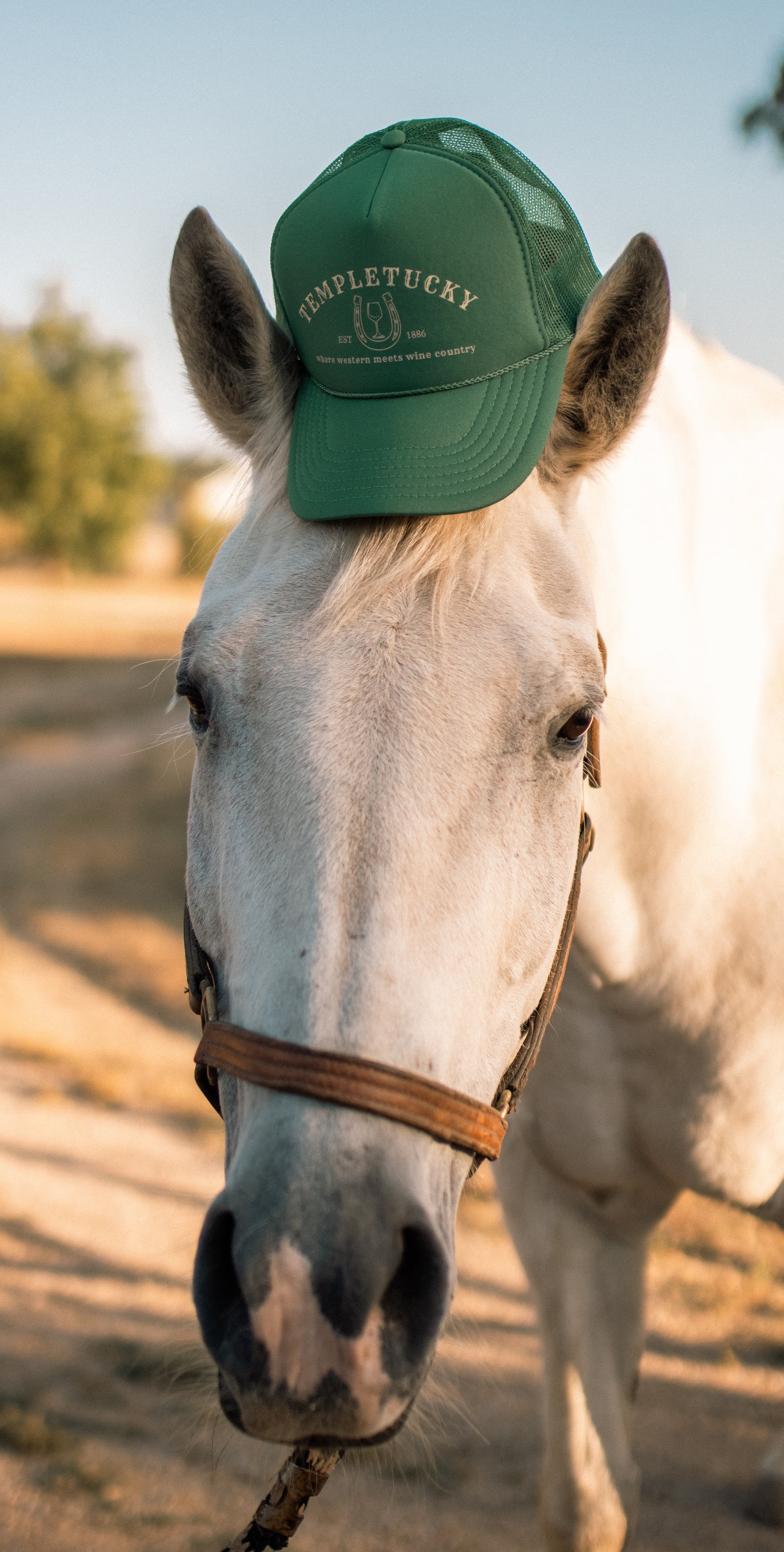 Logo Hat - Brown